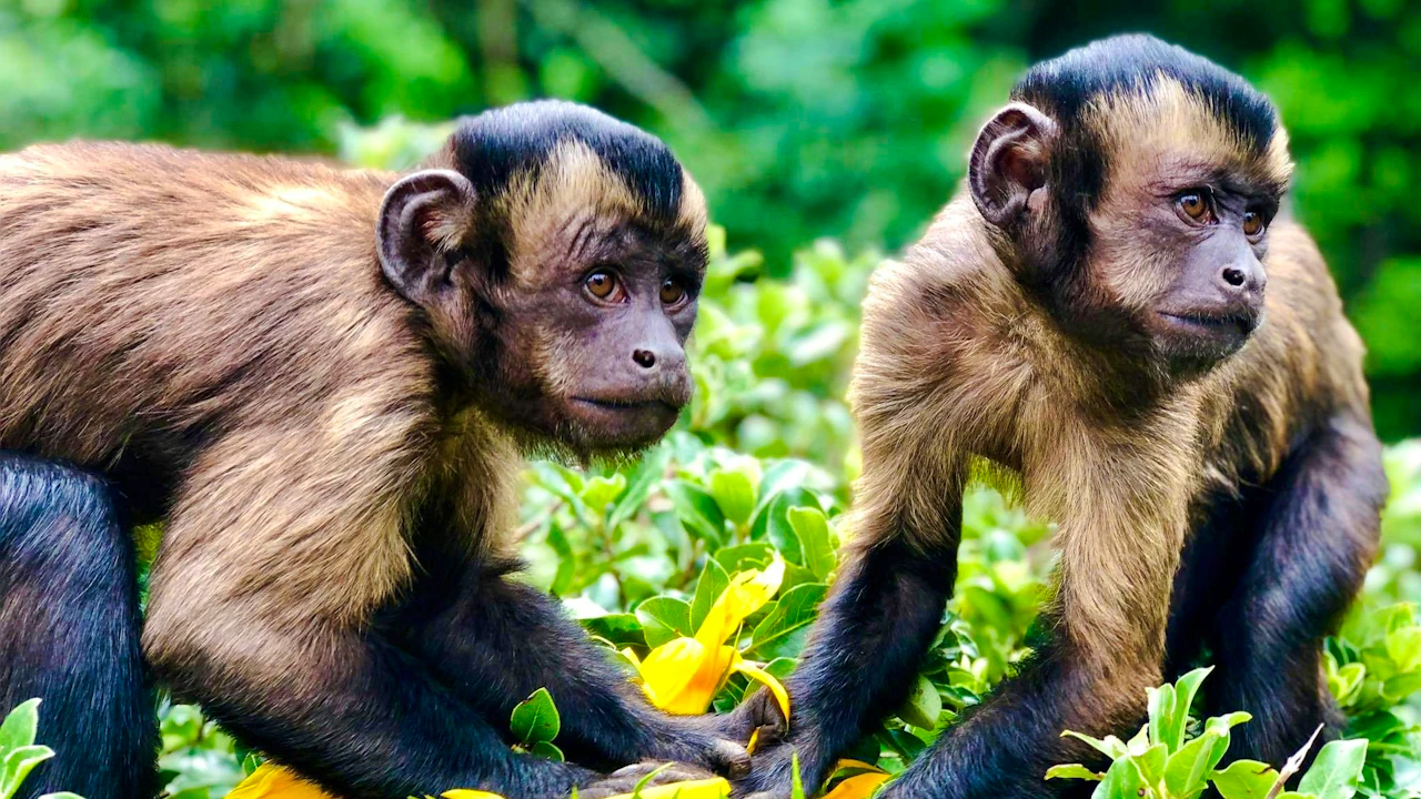 Willowbank Wildlife Reserve Tickets Location