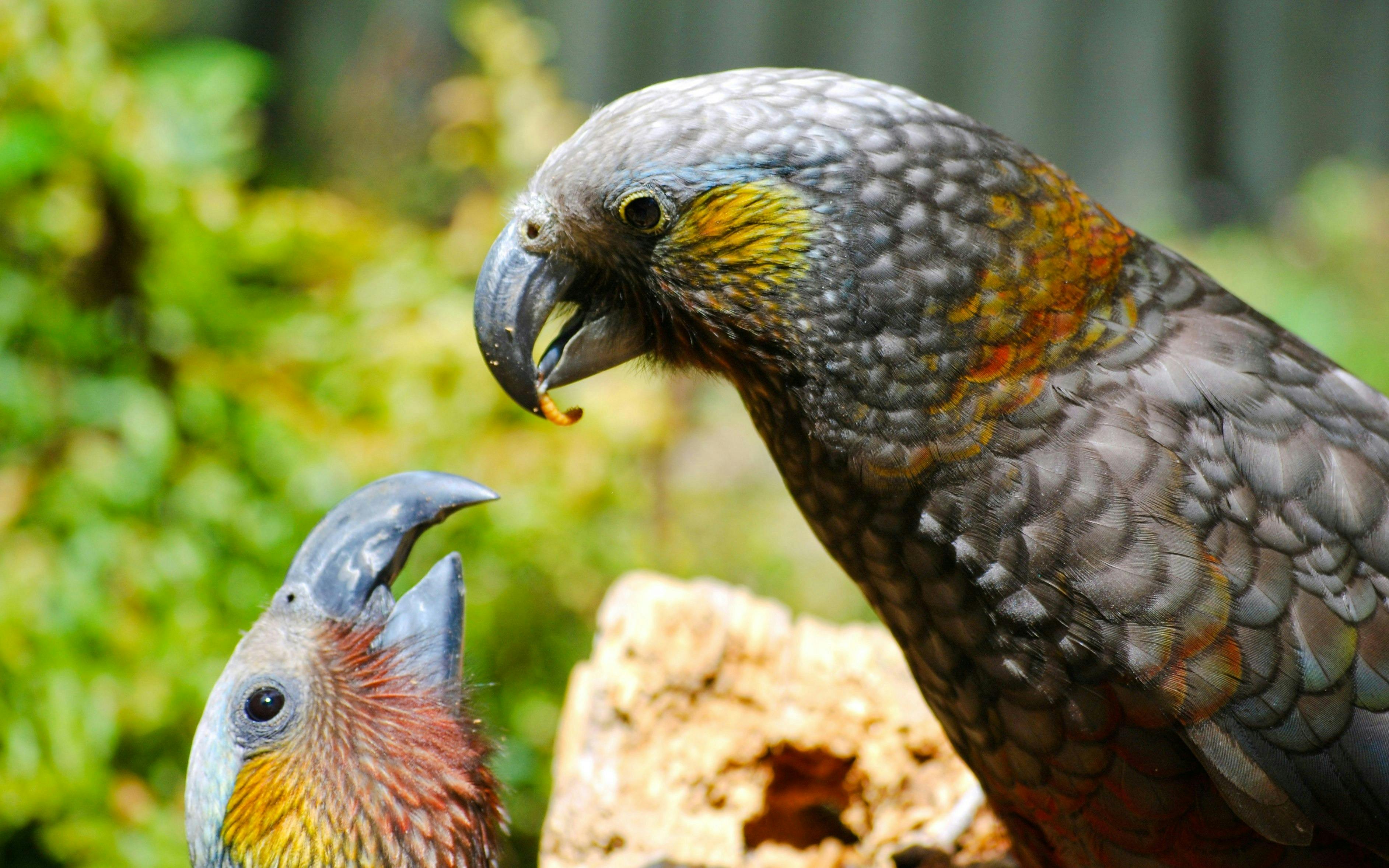 Willowbank Wildlife Reserve Tickets Thrillark