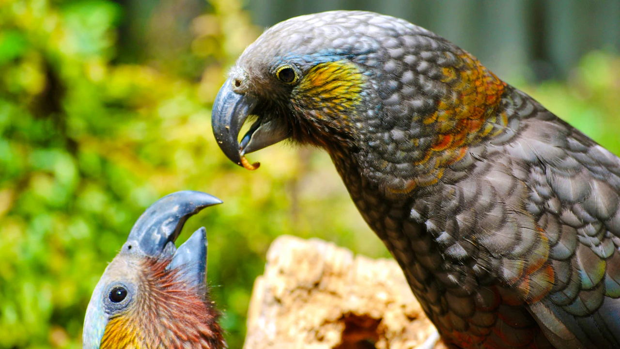 Willowbank Wildlife Reserve Tickets Thrillark