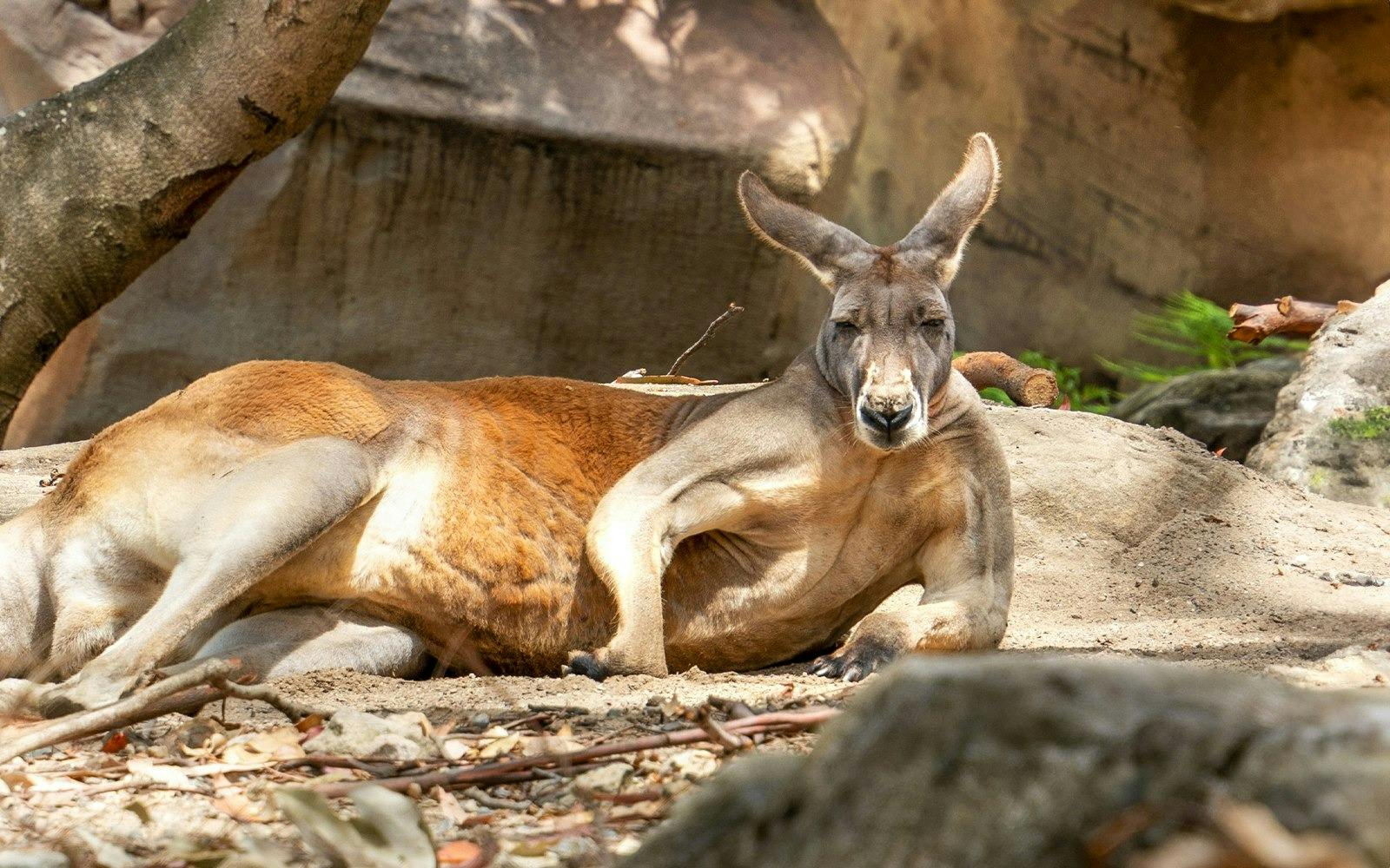Taronga Zoo Ticket with Optional Round Trip Ferry
