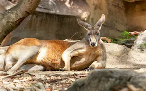 Taronga Zoo Ticket with Optional Round Trip Ferry