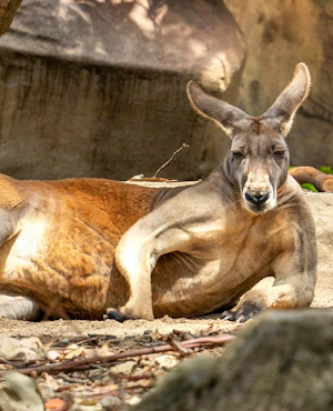 Taronga Zoo Ticket with Optional Round Trip Ferry