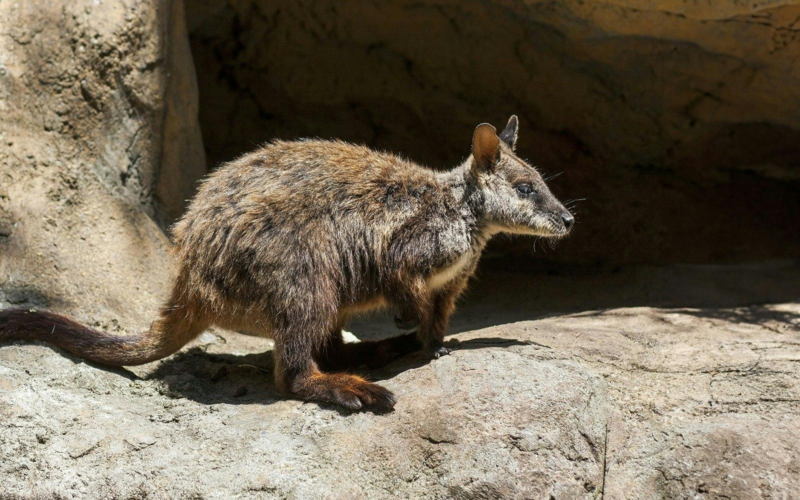 Taronga Zoo Ticket with Optional Round Trip Ferry 