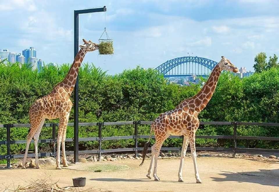 Taronga Zoo Ticket with Optional Round Trip Ferry Review