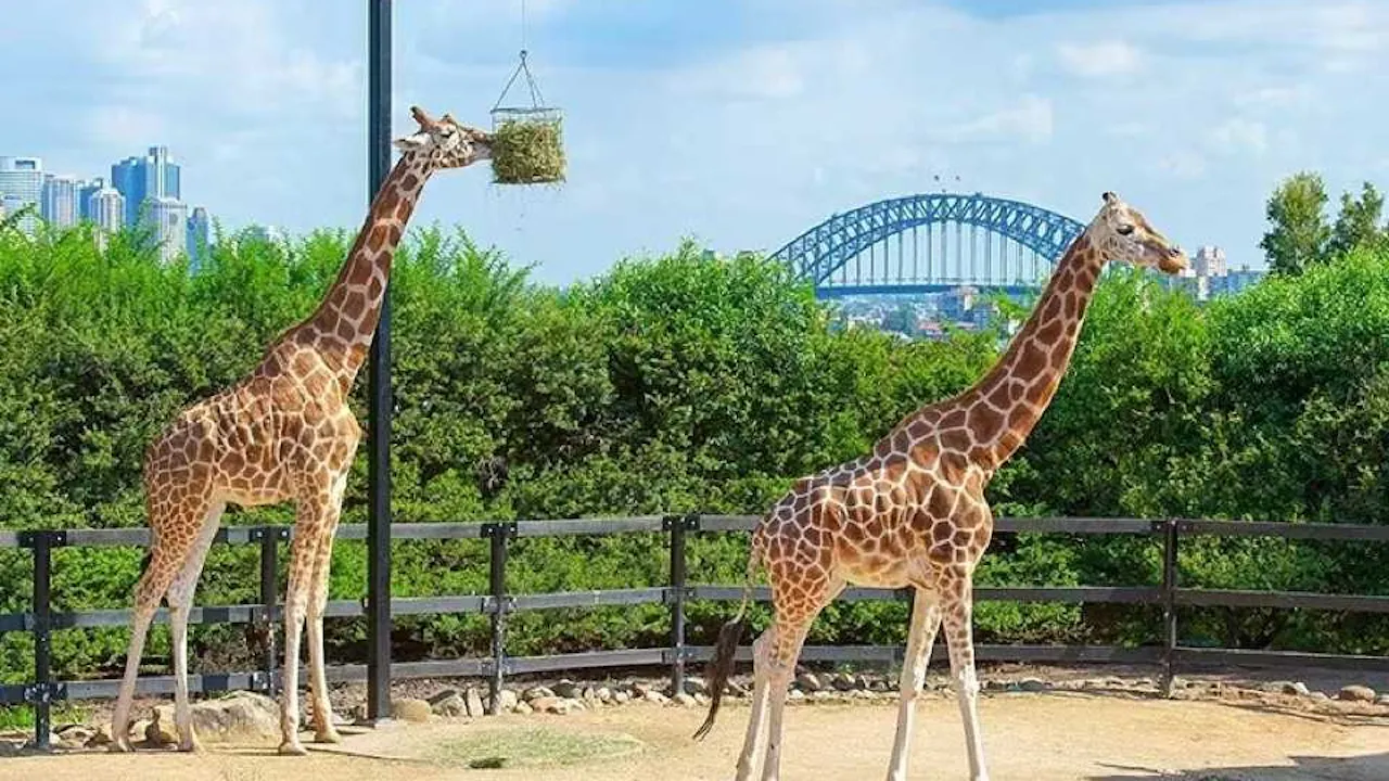 Taronga Zoo Ticket with Optional Round Trip Ferry Review