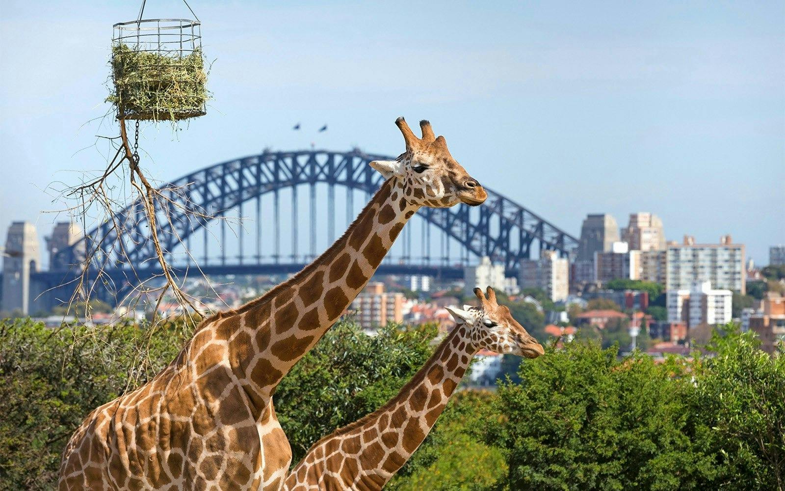 Taronga Zoo Ticket with Optional Round Trip Ferry Price
