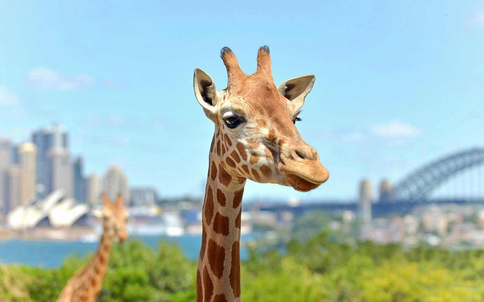 Taronga Zoo Ticket with Optional Round Trip Ferry Location