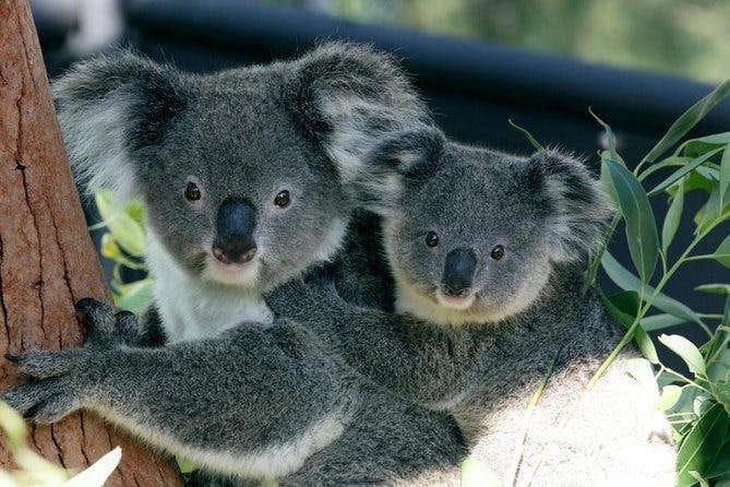 Taronga Zoo Ticket with Optional Round Trip Ferry Category