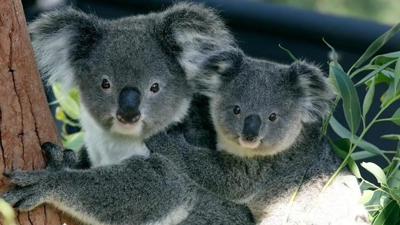 Taronga Zoo Ticket with Optional Round Trip Ferry Category