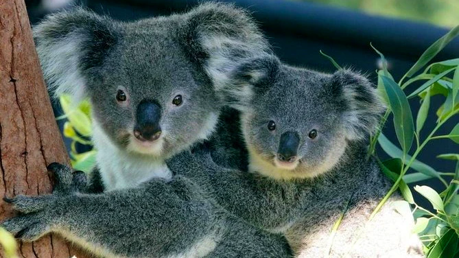 Taronga Zoo Ticket with Optional Round Trip Ferry Category