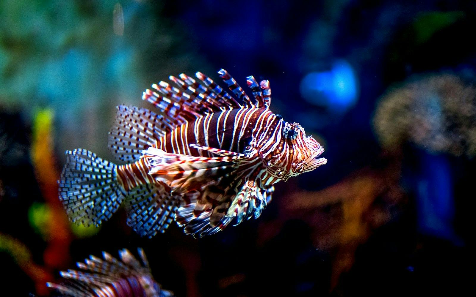 Dubai Aquarium + Global Village Ticket