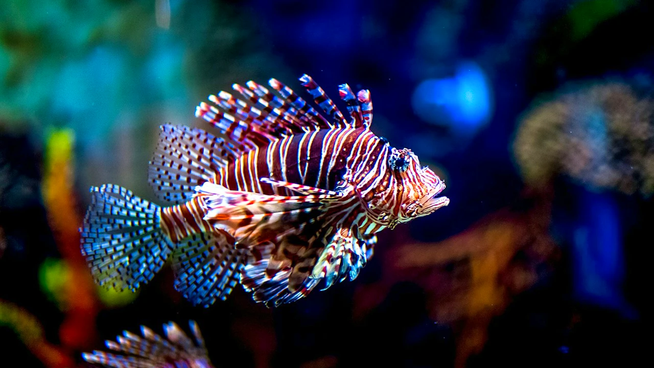 Dubai Aquarium + Global Village Ticket
