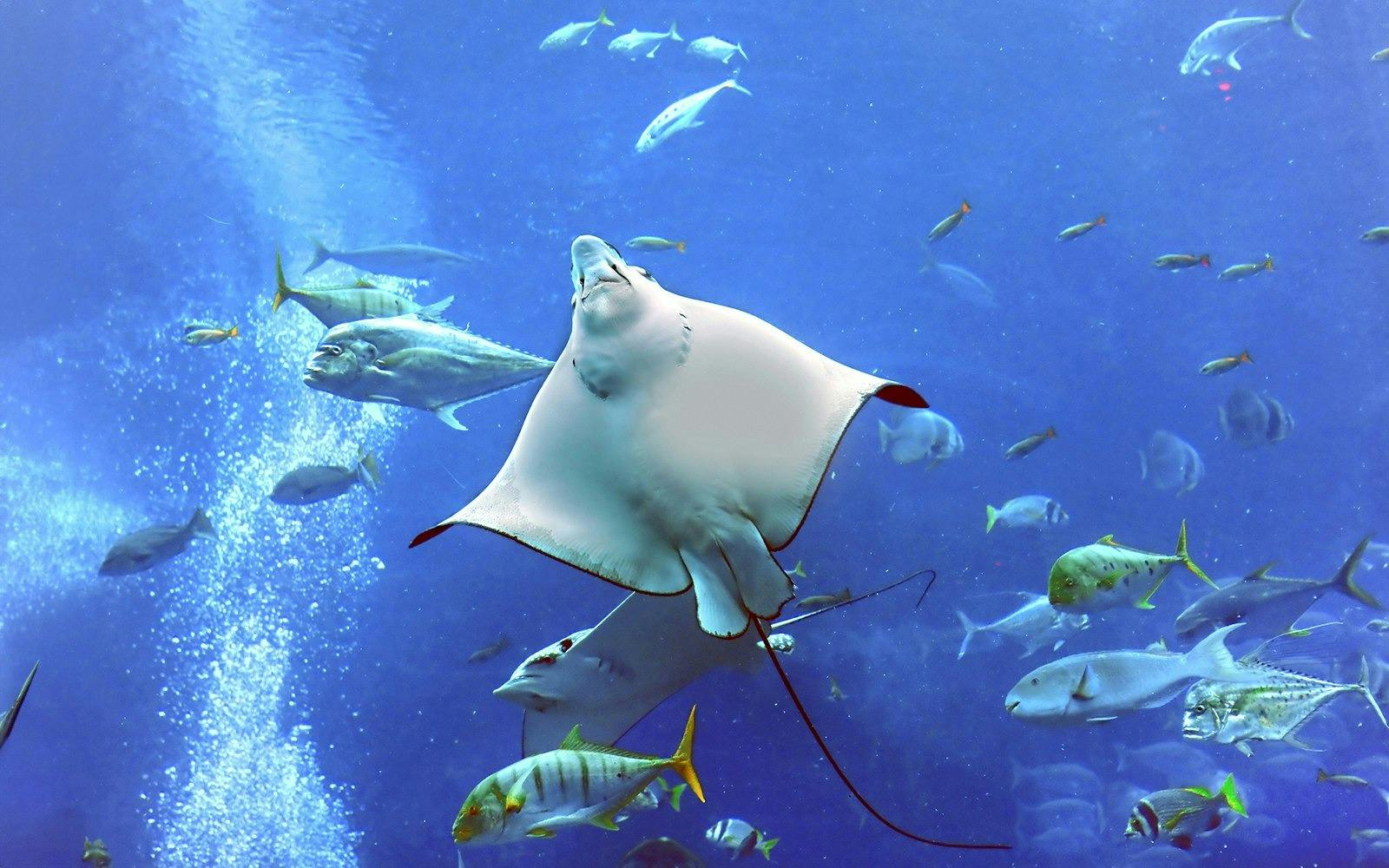 Dubai Aquarium + Global Village Ticket