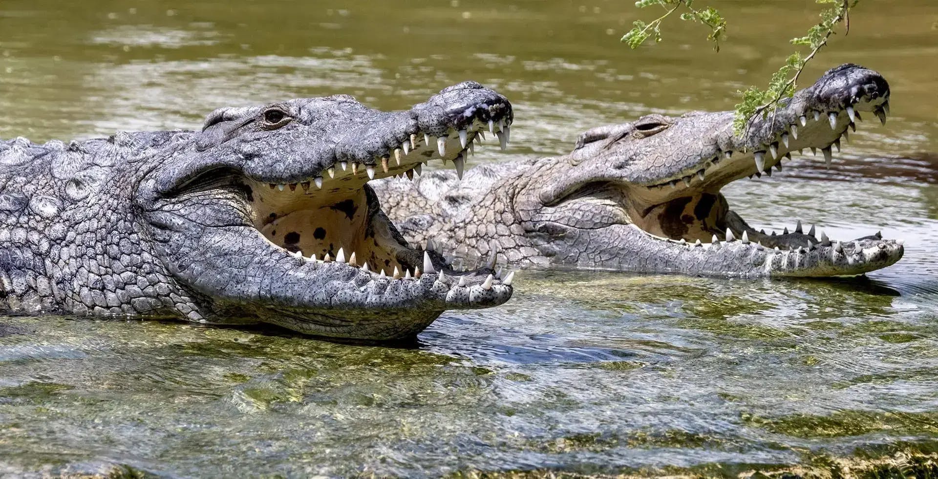 Dubai Dolphinarium + Dubai Crocodile Park Ticket 