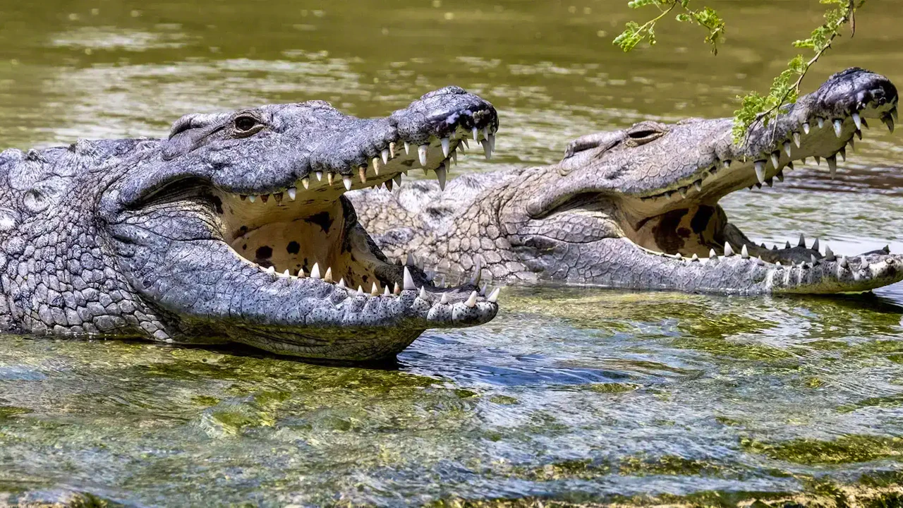 Dubai Dolphinarium + Dubai Crocodile Park Ticket
