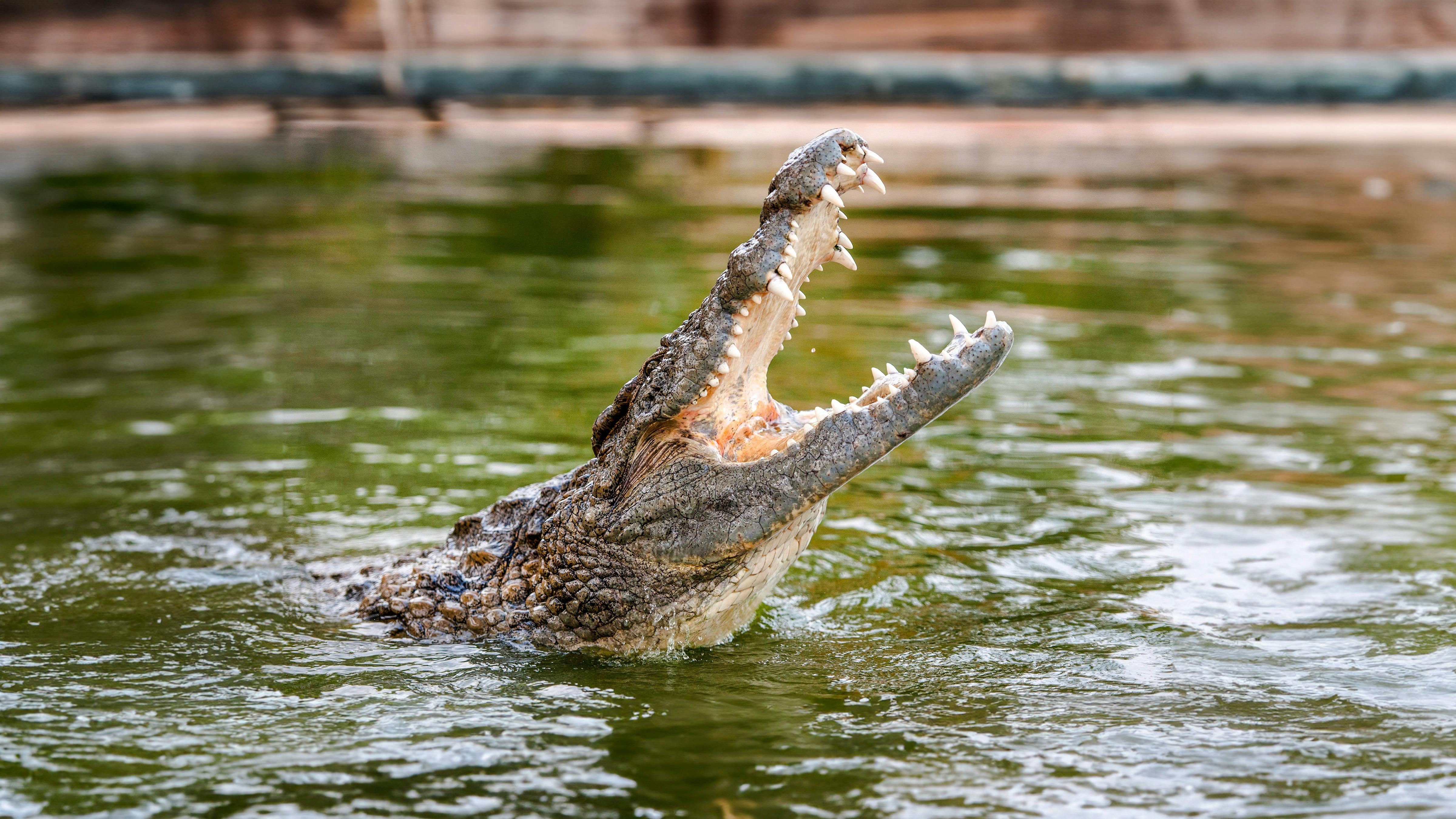 Dubai Dolphinarium + Dubai Crocodile Park Ticket 
