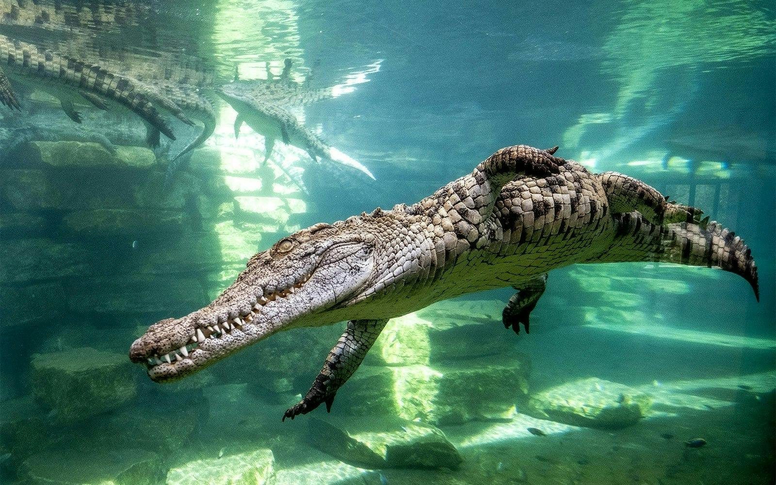 Dubai Dolphinarium + Dubai Crocodile Park Ticket Review