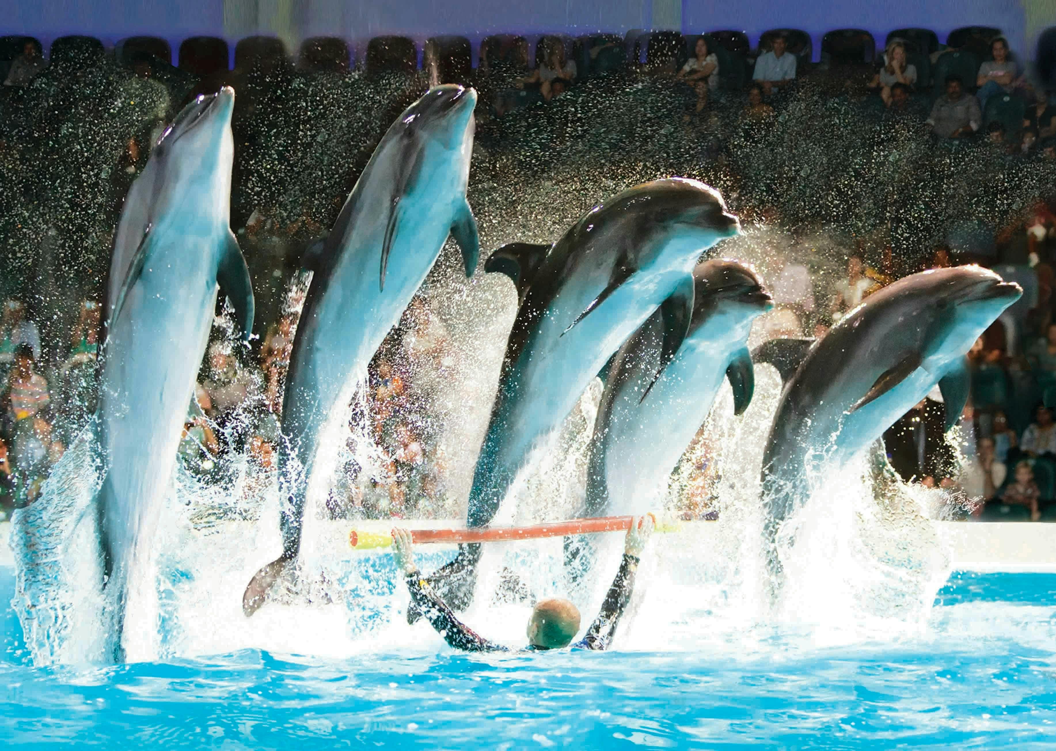Dubai Dolphinarium + Dubai Crocodile Park Ticket
