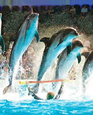 Dubai Dolphinarium + Dubai Crocodile Park Ticket