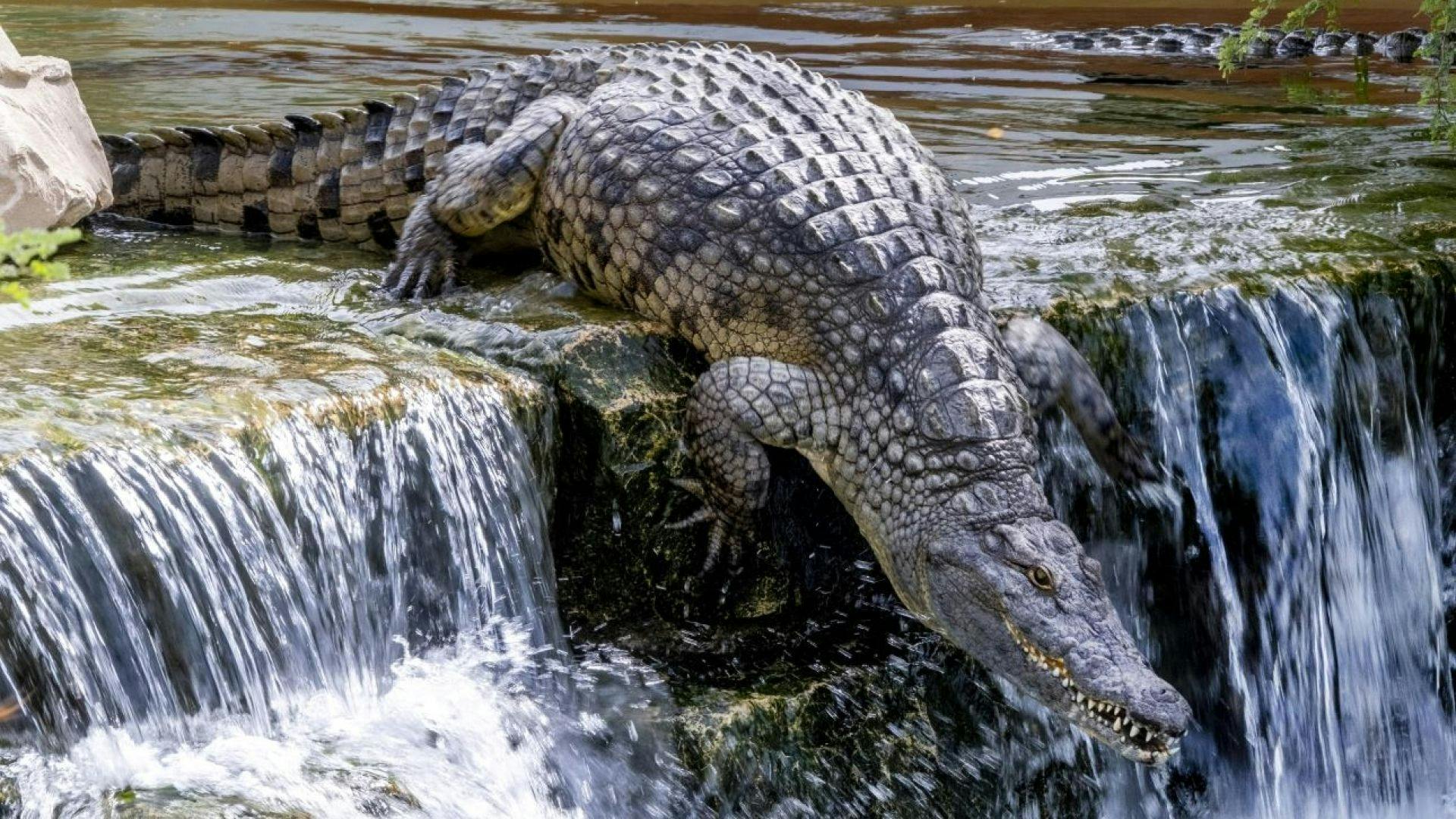 Dubai Dolphinarium + Dubai Crocodile Park Ticket 