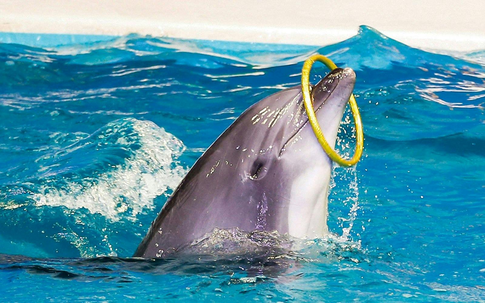 Dubai Dolphinarium + Dubai Crocodile Park Ticket Discount