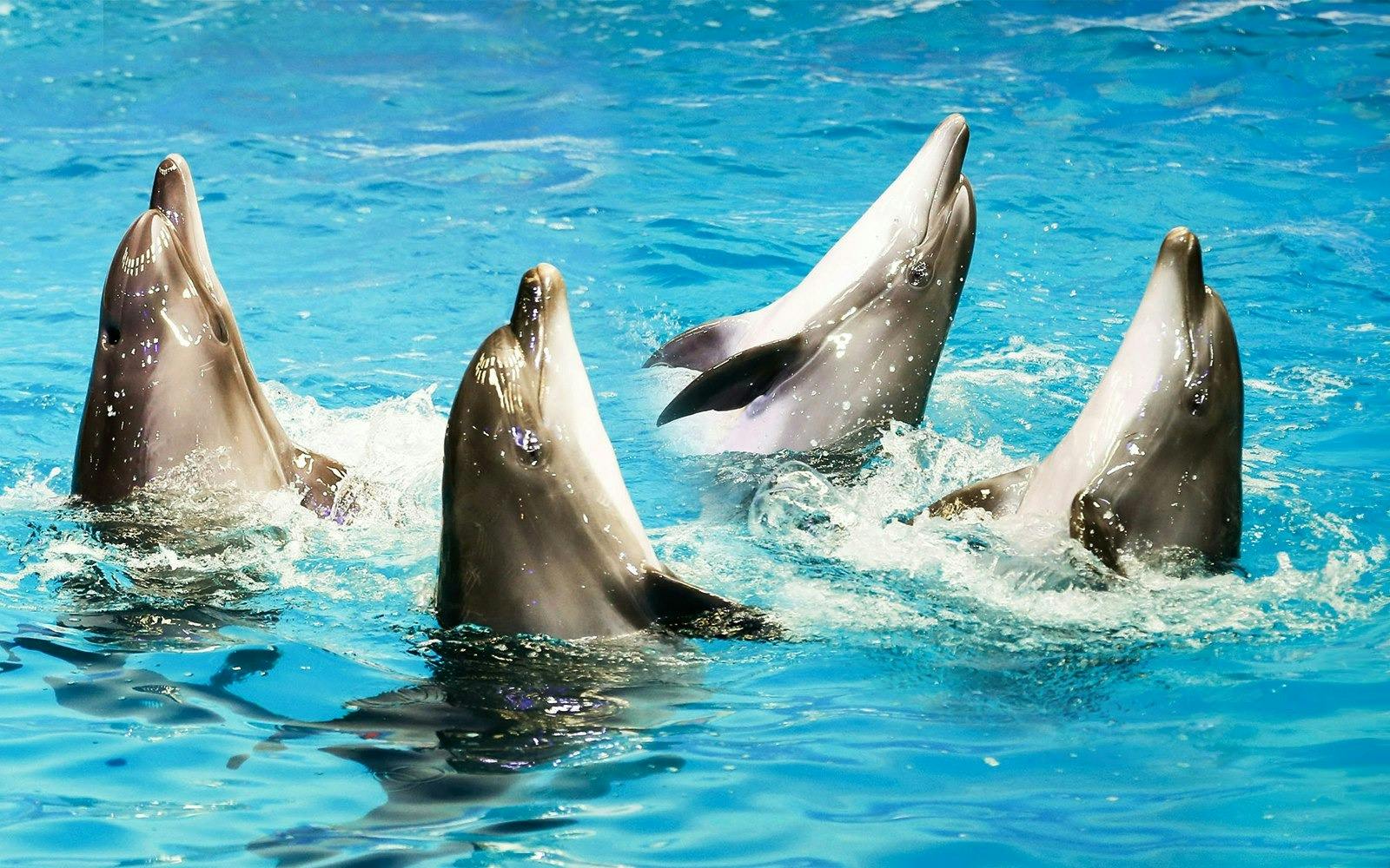 Dubai Dolphinarium + Dubai Crocodile Park Ticket Location