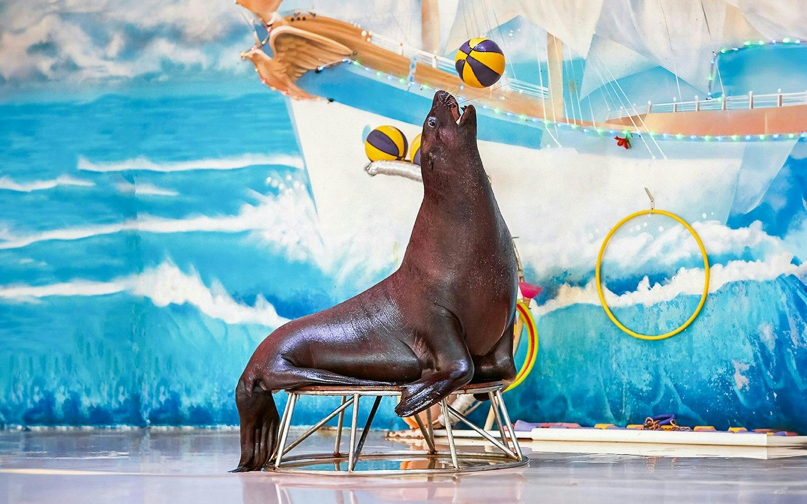 Dubai Dolphinarium + Dubai Crocodile Park Ticket Category