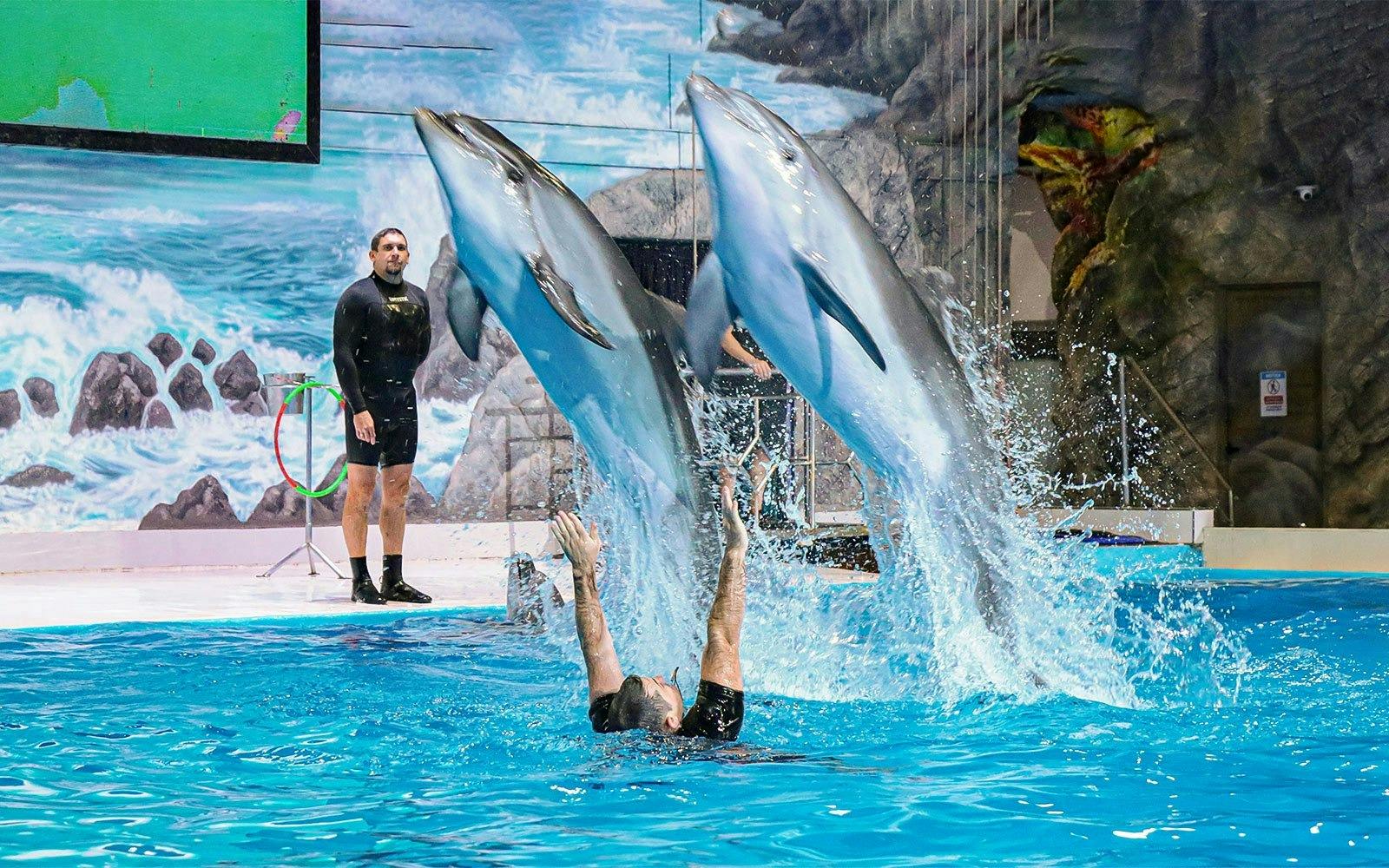 Dubai Dolphinarium + Dubai Crocodile Park Ticket Price