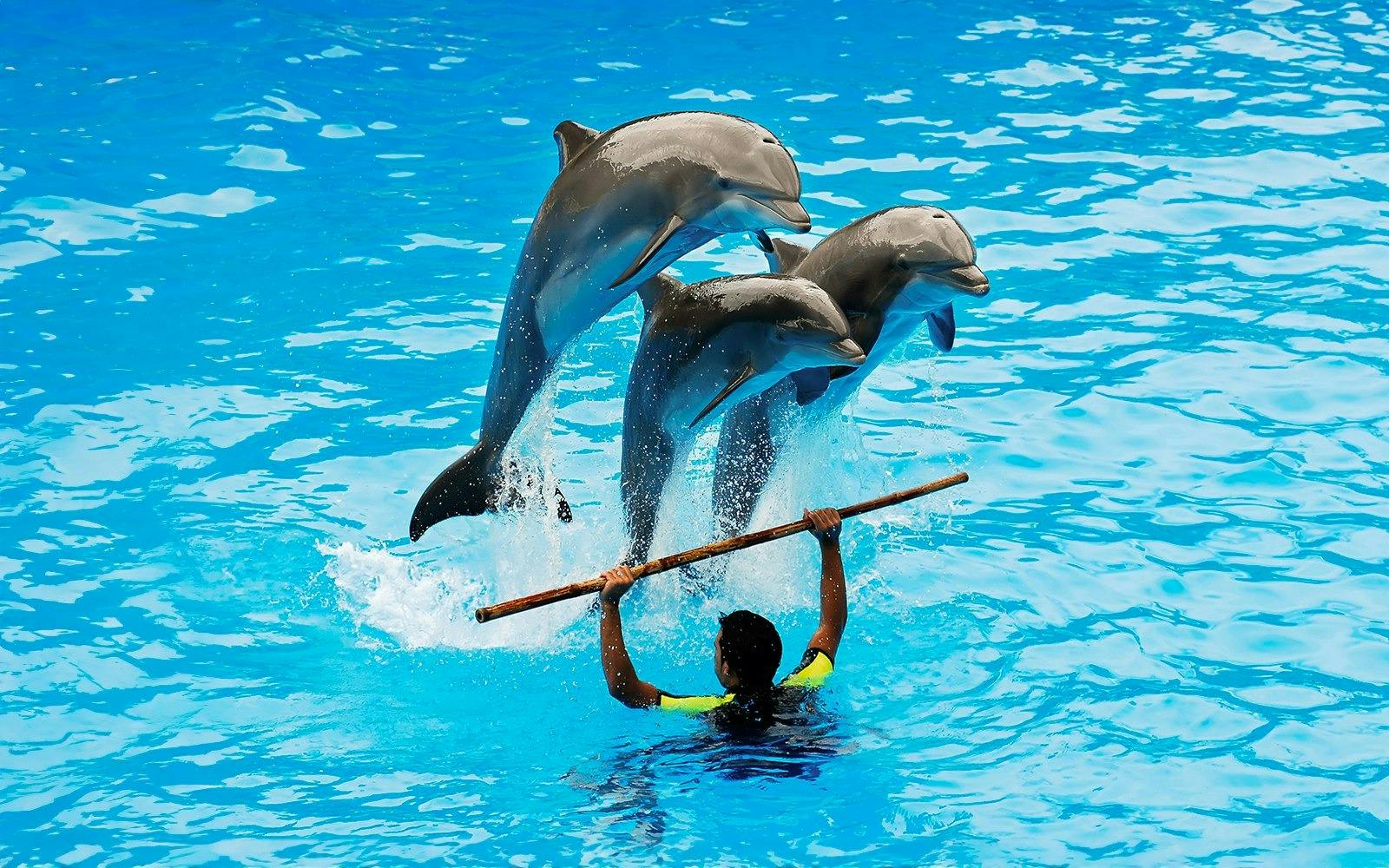 Dubai Dolphinarium + Dubai Crocodile Park Ticket Ticket