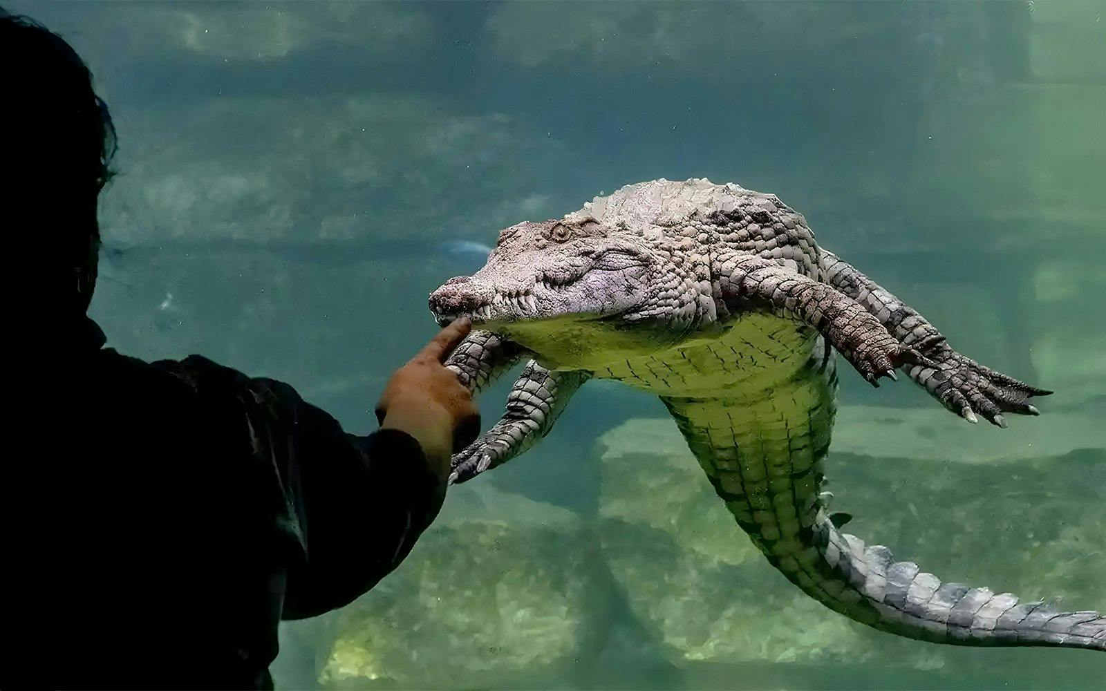 Dubai Dolphinarium + Dubai Crocodile Park Ticket Thrillark