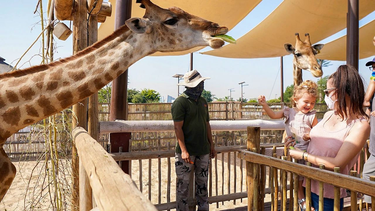 Dubai Safari Park + Global Village Ticket Category