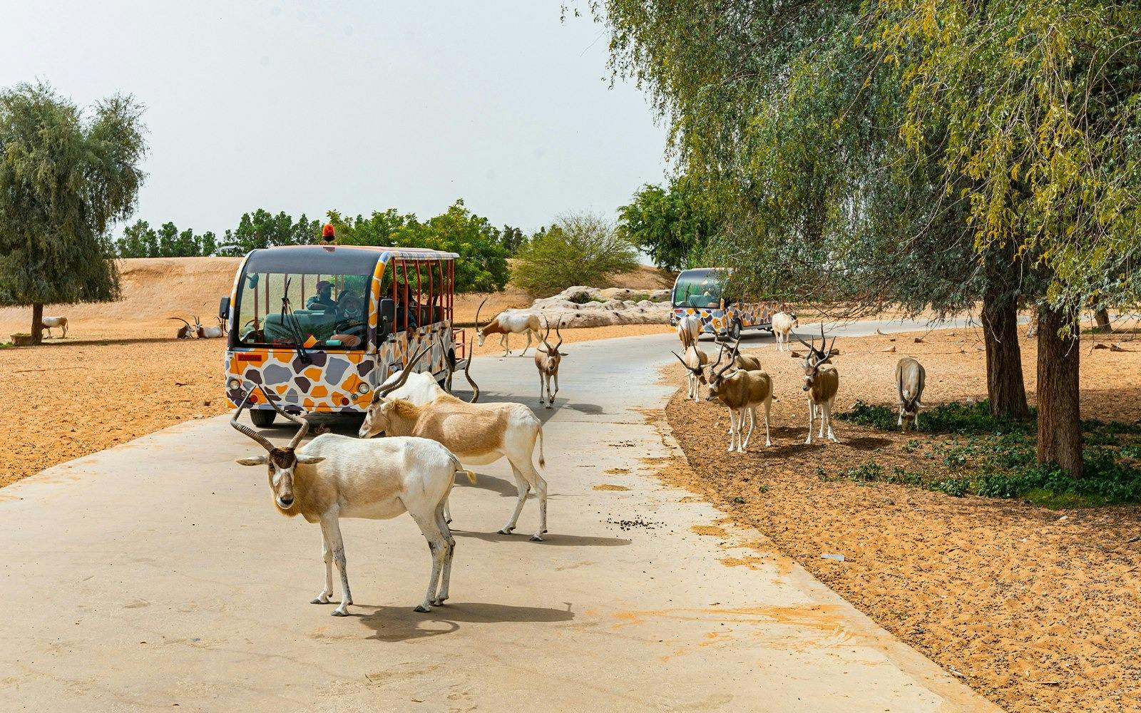 Dubai Safari Park + Global Village Ticket  Ticket