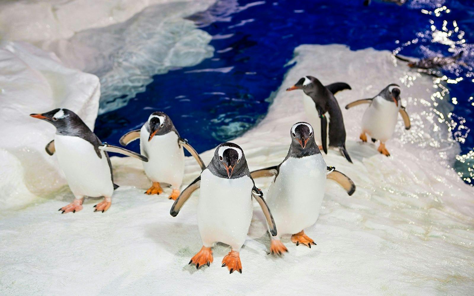 SEA LIFE Kelly Tarlton’s Aquarium & Auckland Zoo Ticket Location