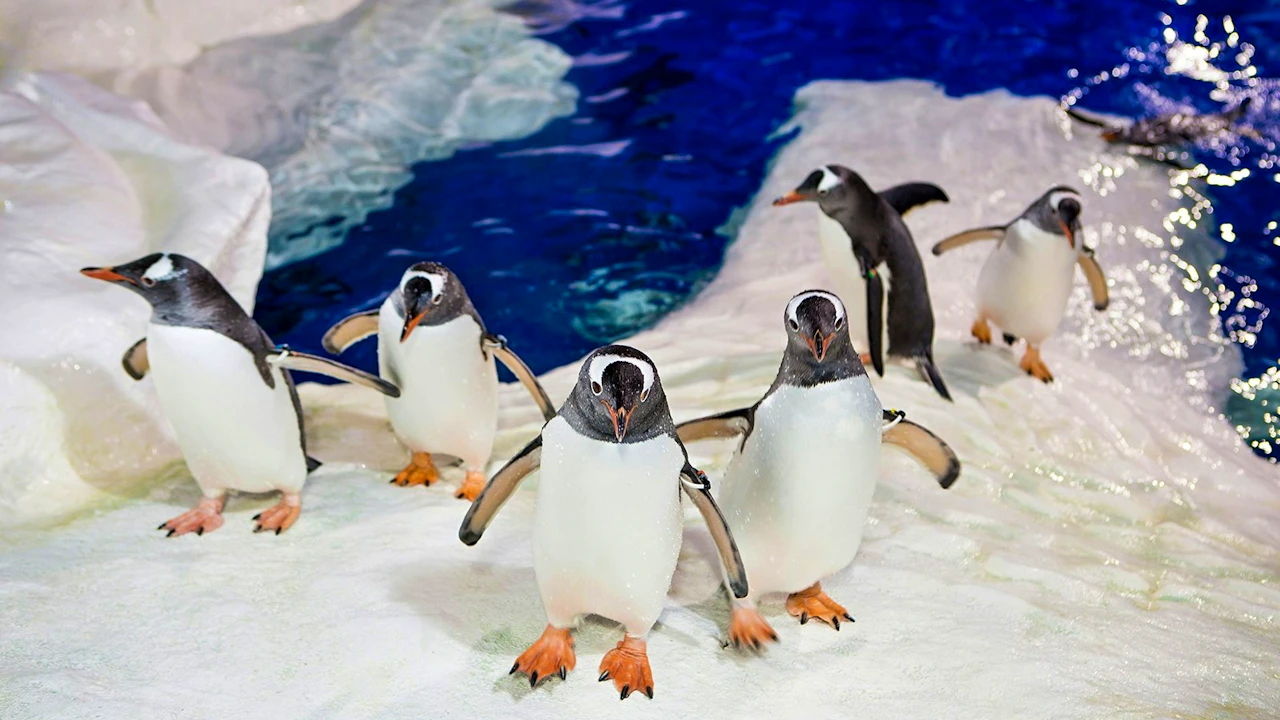 SEA LIFE Kelly Tarlton’s Aquarium & Auckland Zoo Ticket Location