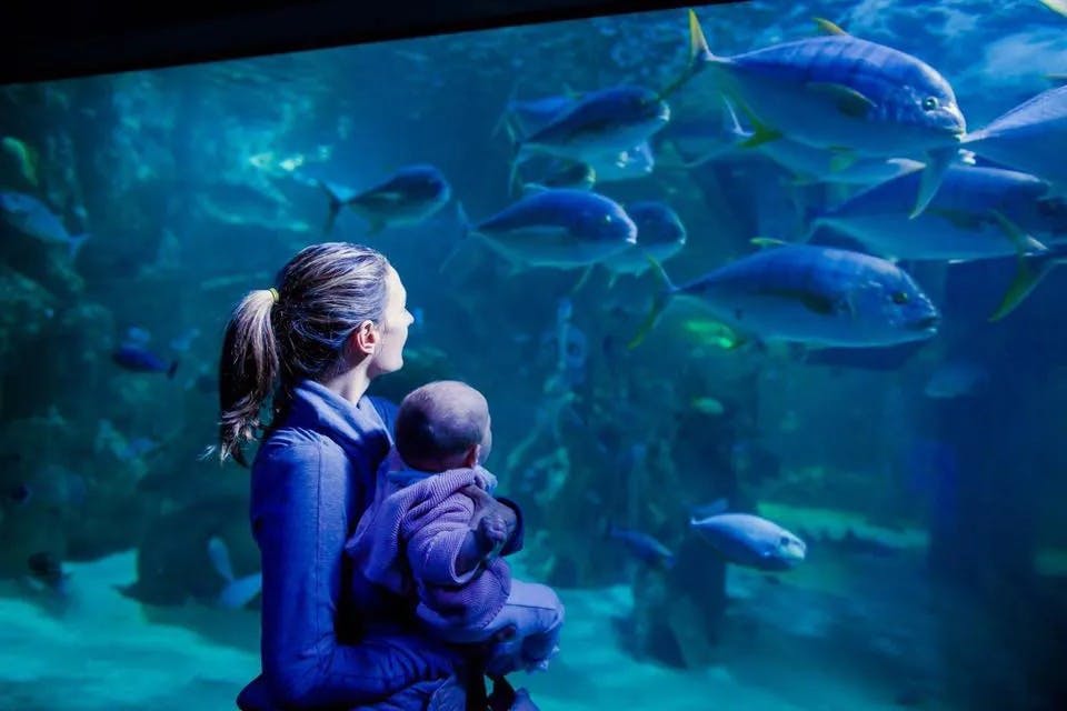 SEA LIFE Kelly Tarlton’s Aquarium & Auckland Zoo Ticket Review