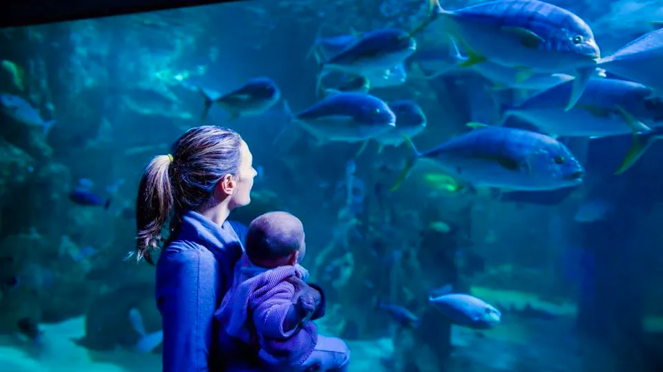 SEA LIFE Kelly Tarlton’s Aquarium & Auckland Zoo Ticket Review