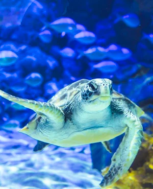 SEA LIFE Kelly Tarlton’s Aquarium & Auckland Zoo Ticket