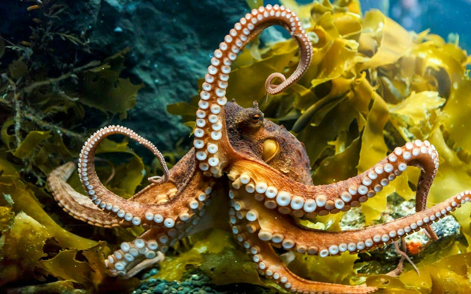 SEA LIFE Kelly Tarlton’s Aquarium & Auckland Zoo Ticket Price
