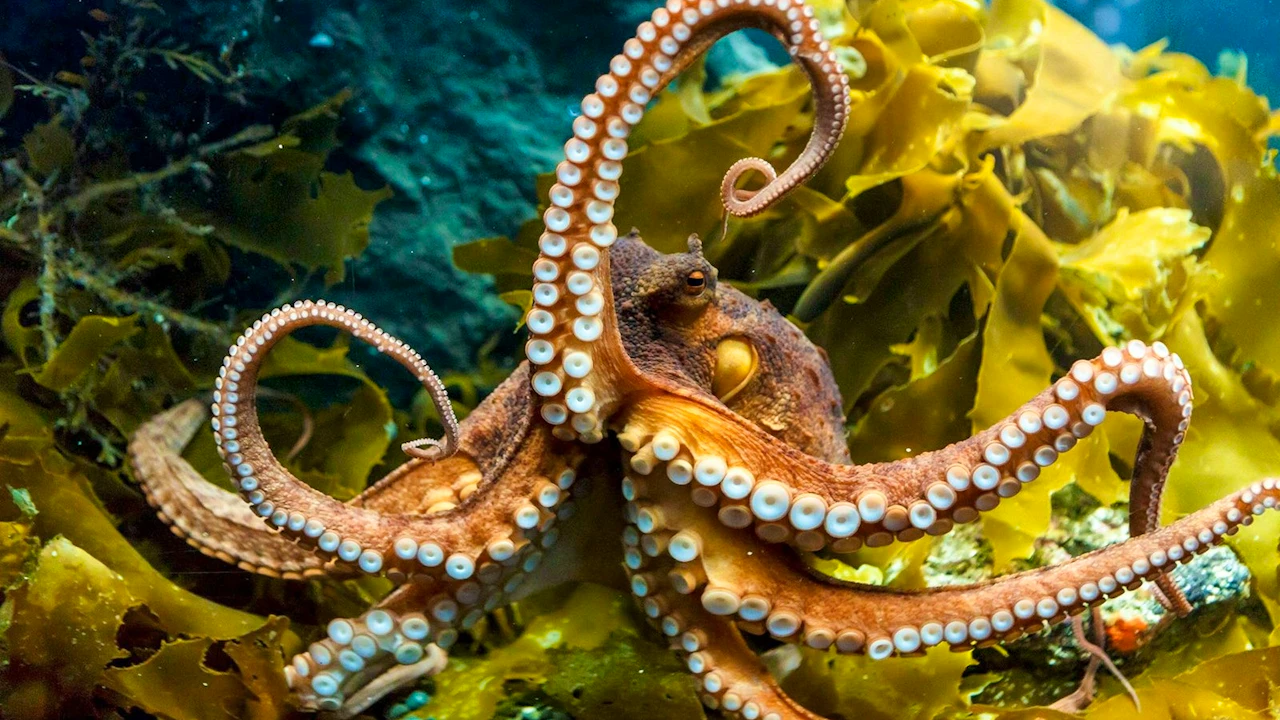 SEA LIFE Kelly Tarlton’s Aquarium & Auckland Zoo Ticket Price