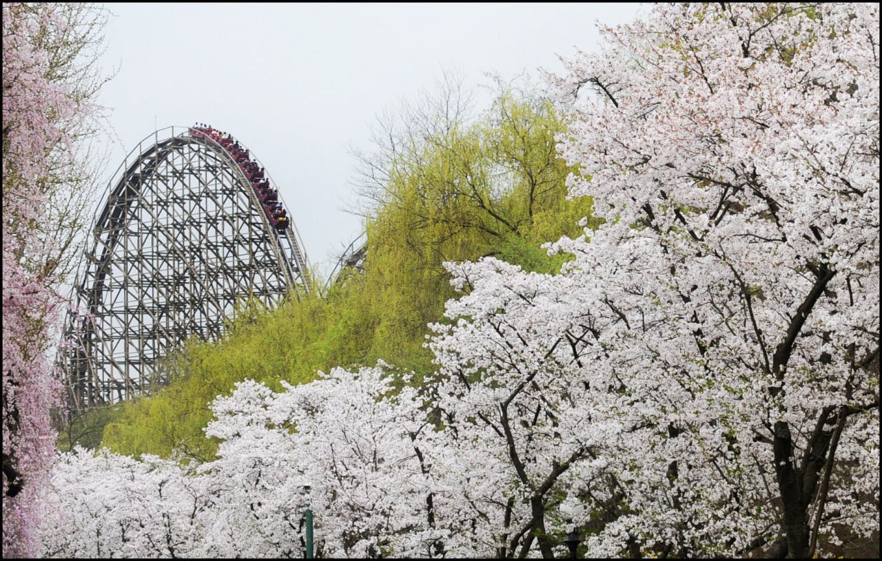Everland Theme Park Ticket 