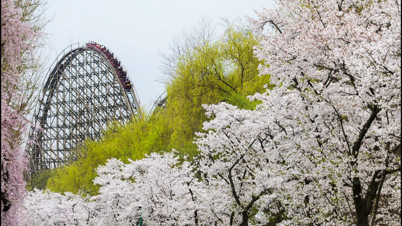 Everland Theme Park with Round Trip Transfers from Seoul