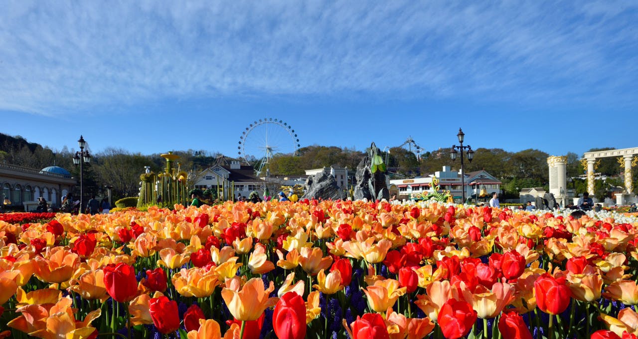 Everland Theme Park with Round Trip Transfers from Seoul 