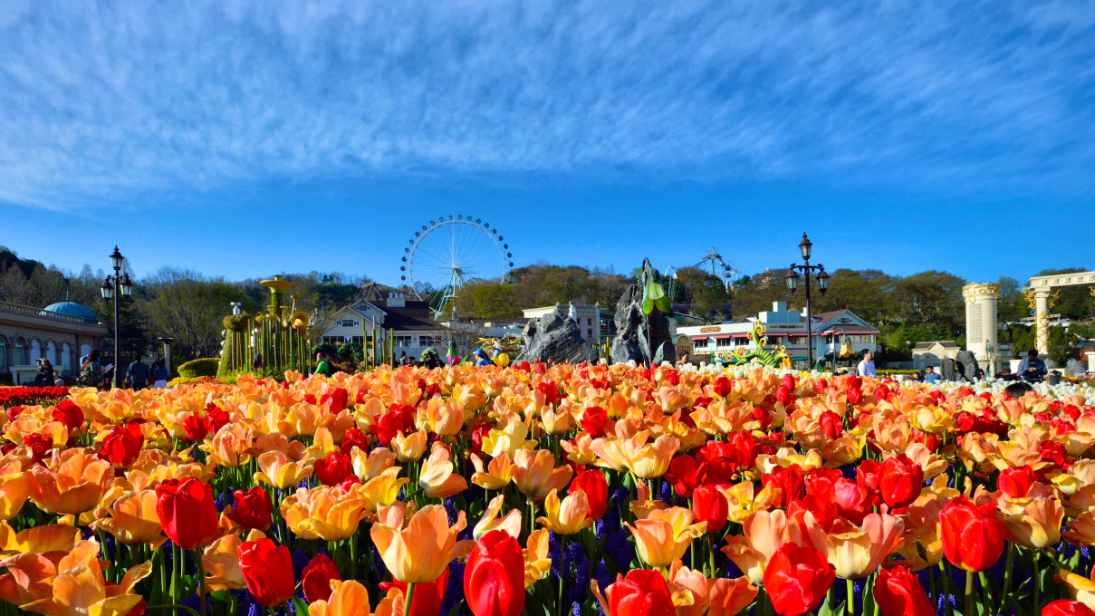 Everland Theme Park with Round Trip Transfers from Seoul