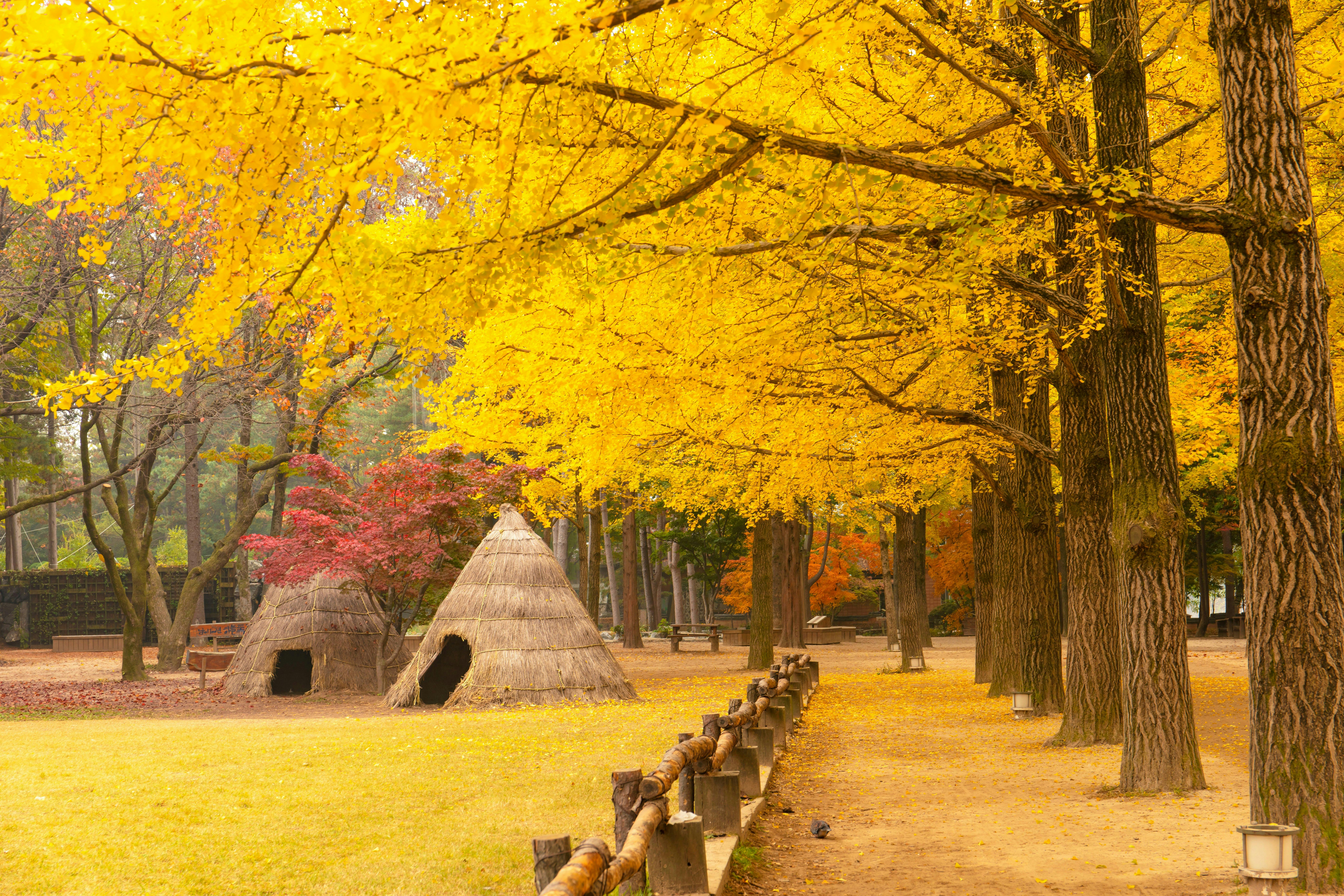 Nami Island, Petite France, Italian Village & Garden of Morning Calm Tour 