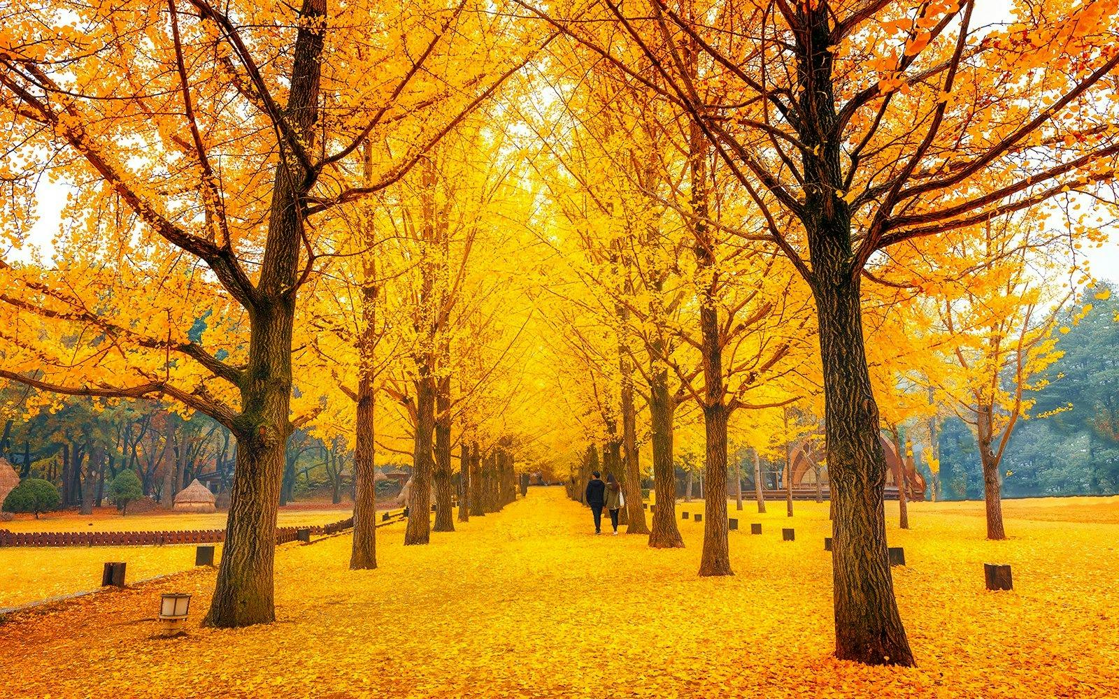 Nami Island, Petite France, Italian Village & Garden of Morning Calm Tour 