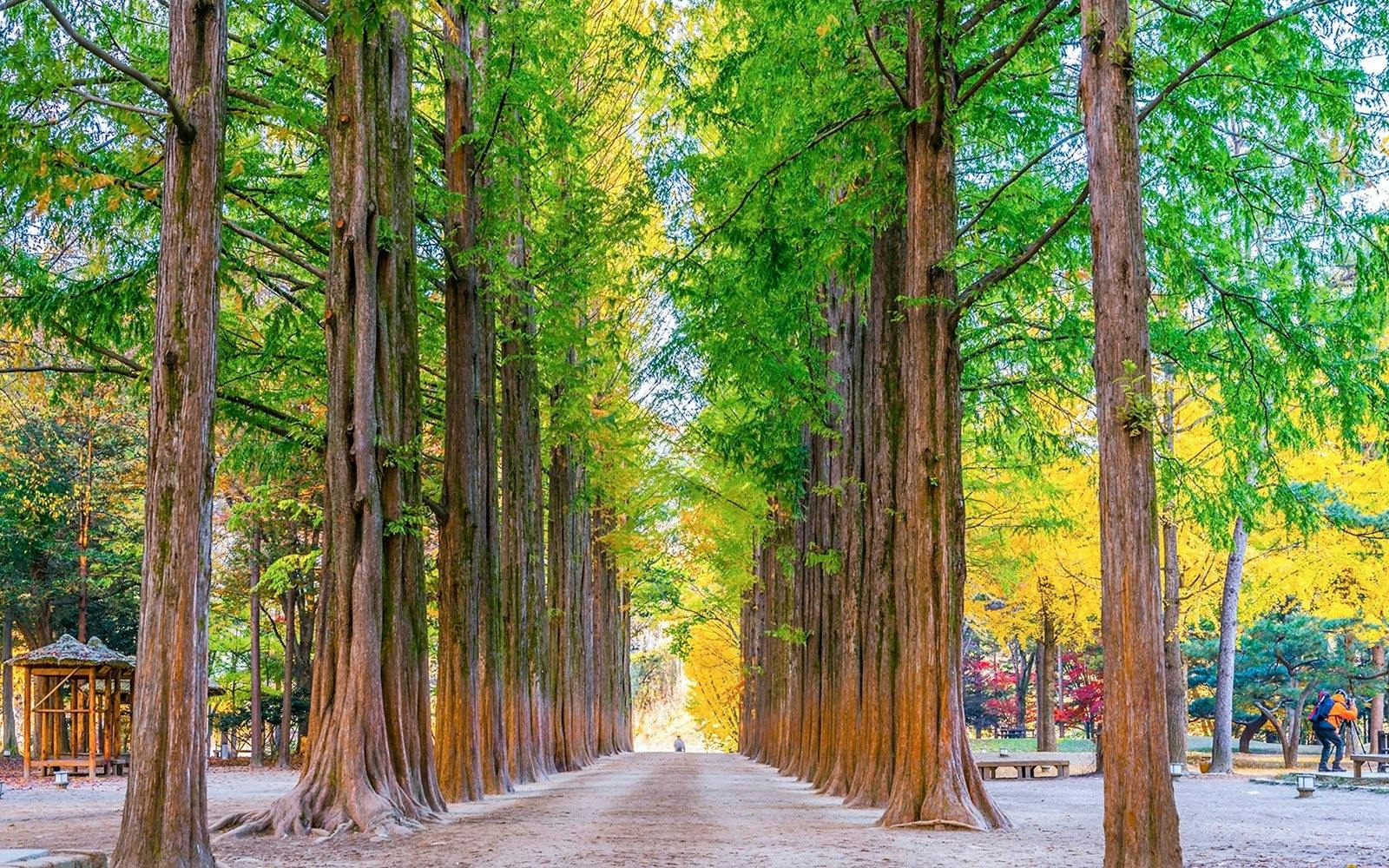 Nami Island, Petite France & Italian Village Tour Thrillark