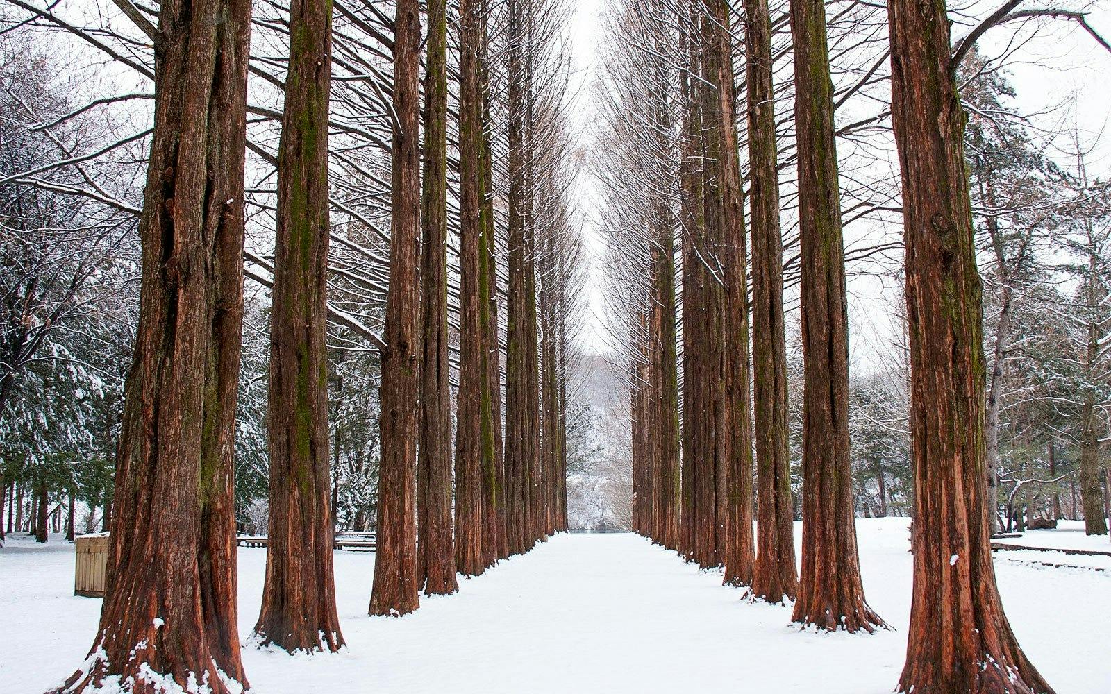 Vivaldi Park Ski World & Nami Island Full-Day Tour Review