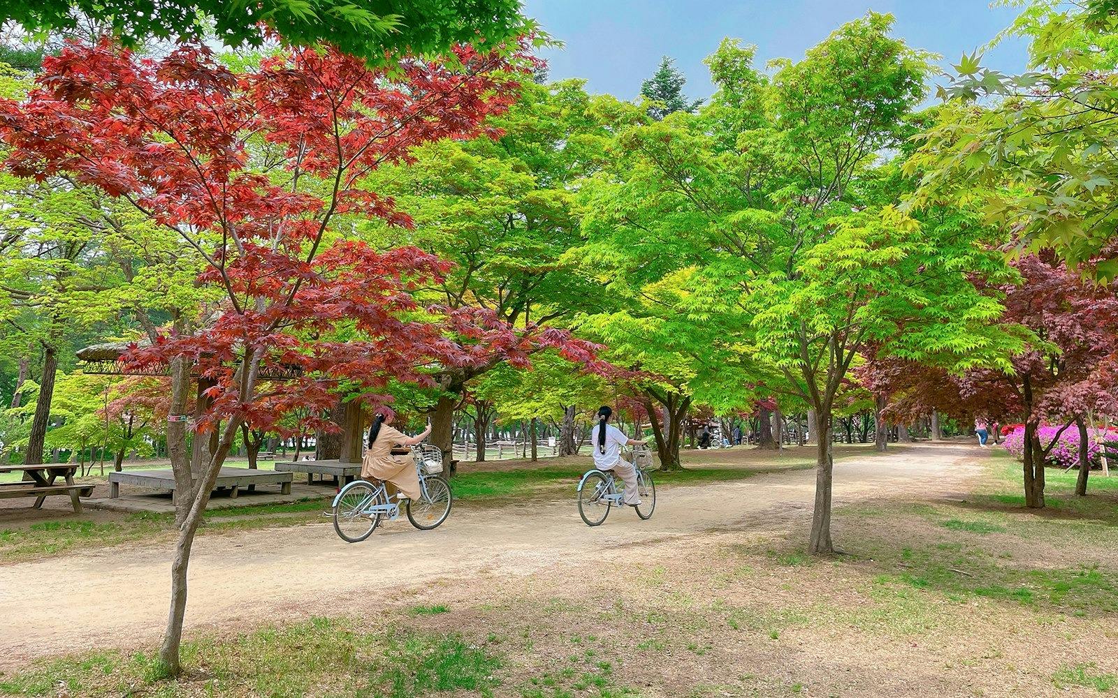 Vivaldi Park Ski World & Nami Island Full-Day Tour 