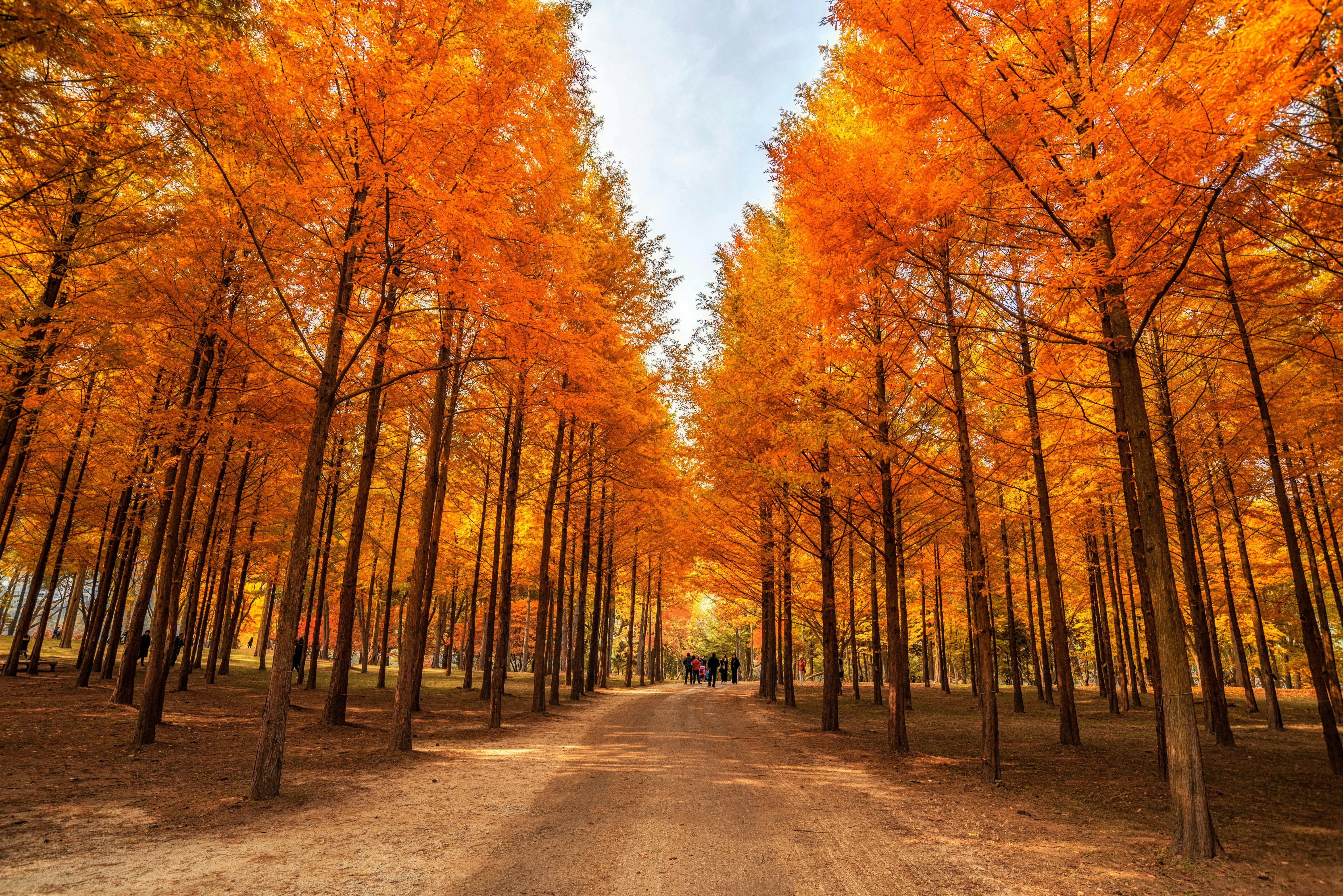 Vivaldi Park Ski World & Nami Island Full-Day Tour 