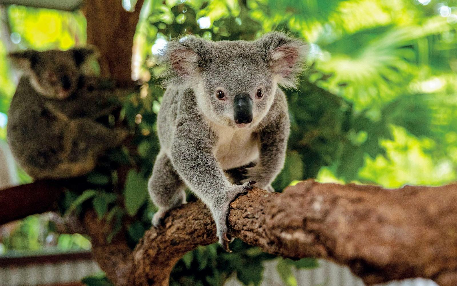 Cairns Koalas and Creatures Admission Ticket